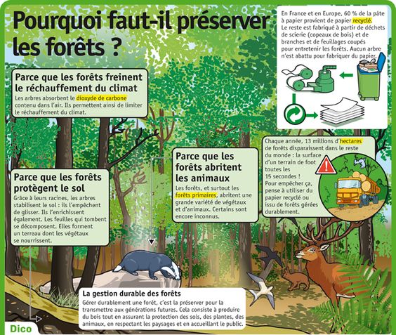 W lesie - słownictwo 4 - Francuski przy kawie