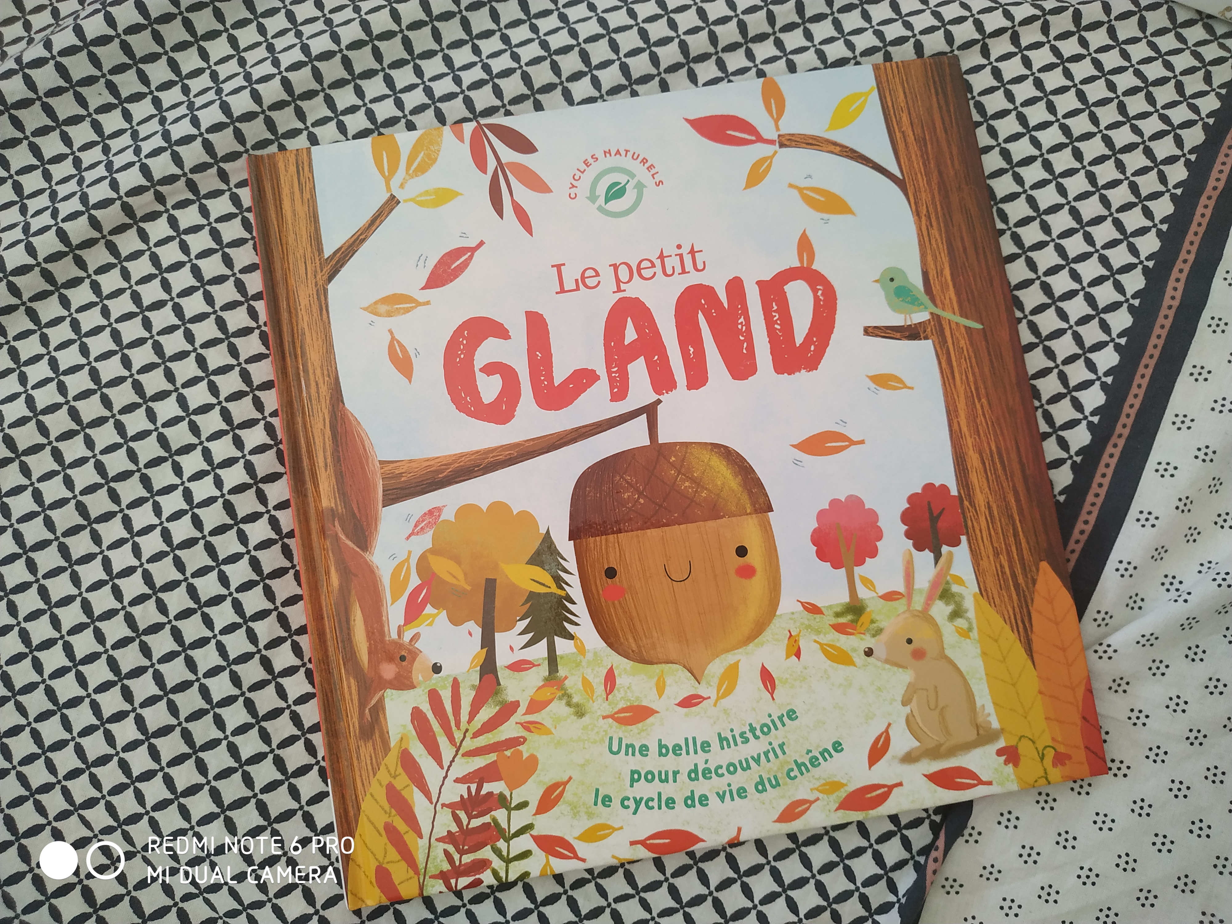 Lot De 3 Livres (poids) De Petits Glands Naturels - Pour Décoration, Bricolage Ou Loisirs Créatifs